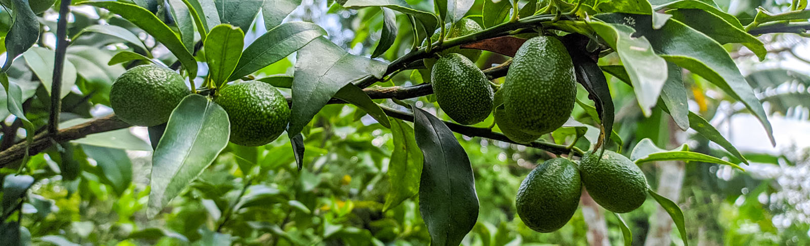 westfalia fruit