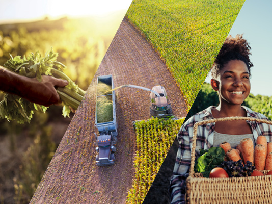 Woolworths case study