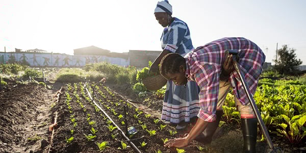 Safeguarding Africa’s food system through and beyond the crisis
