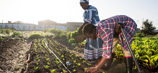 Safeguarding Africa’s food system