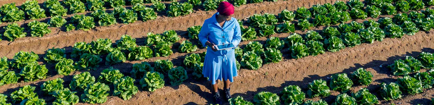 Agriculture in Africa | Standard Bank
